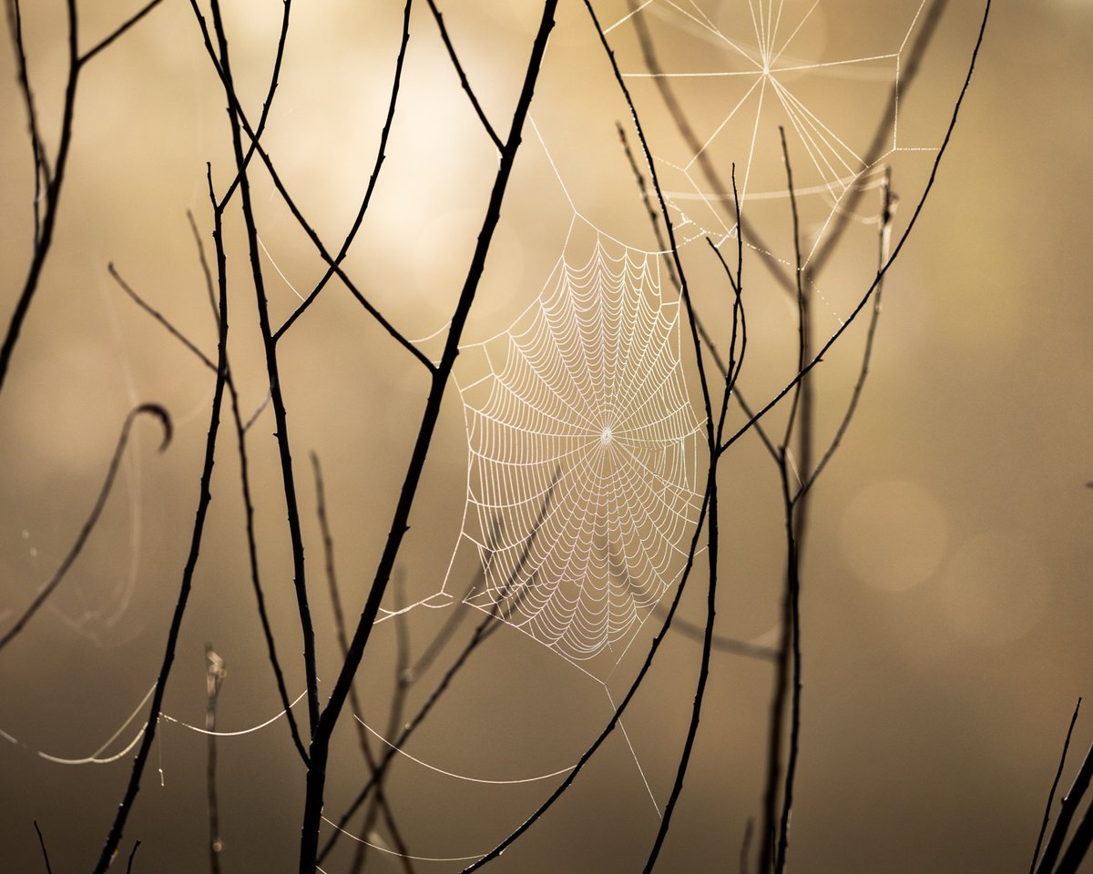 Spiderweb backlit with dew